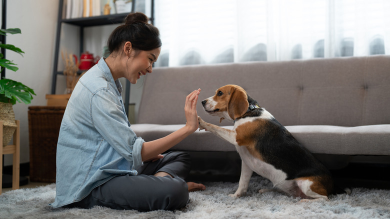 Cheerful woman playing with a beagle dog