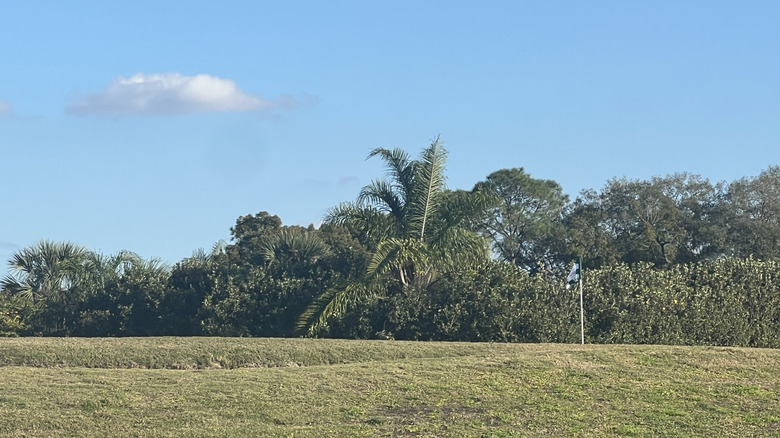 Flag on a golf course surrounded by trees