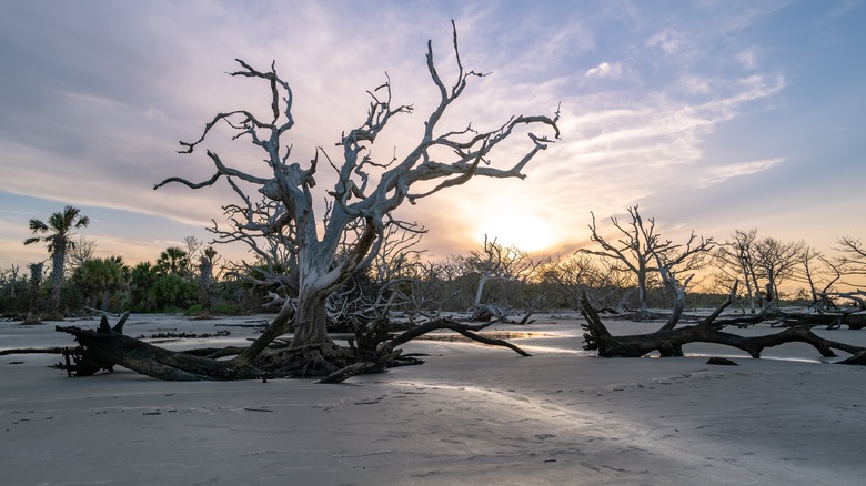 Driftwood Beach 