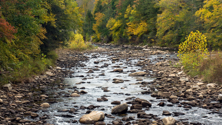 Rocks in a stream lined by trees