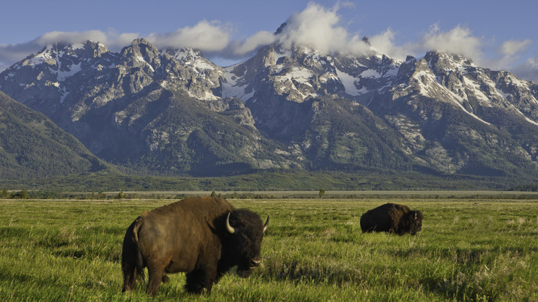 Bison and mountains in Grand Teton National Park