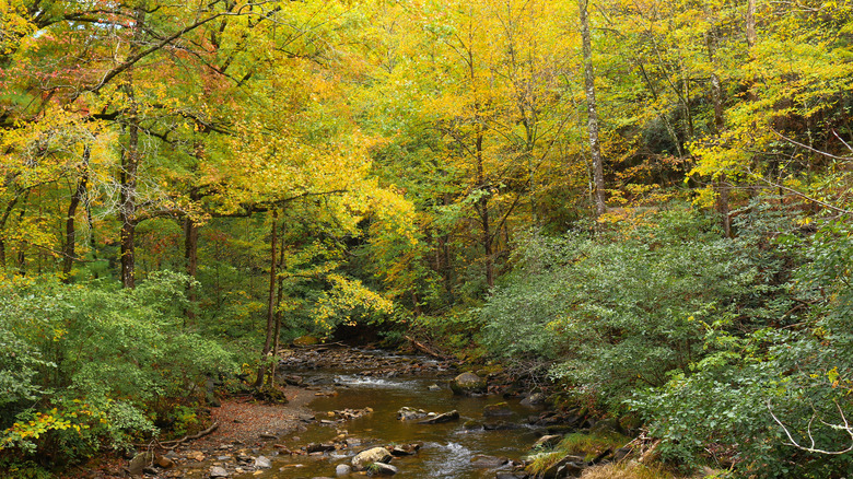 woodland scenery near Hayesville, North Carolina