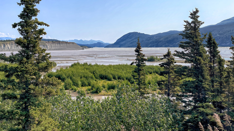 Chitina, Alaska trees