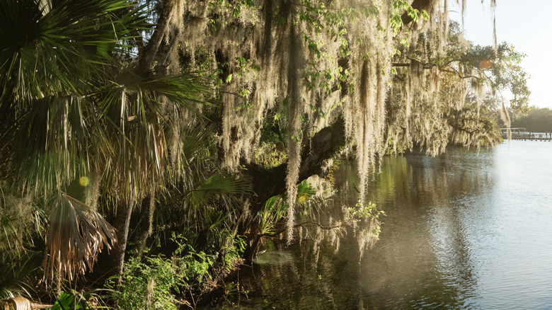 St. John's River edge with trees and Spanish moss