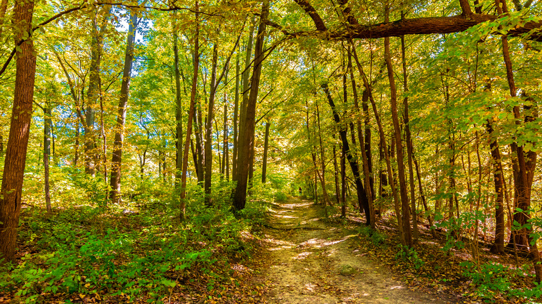 A trail in Waterfall Glen Forest Preserve near Darien, Illinois