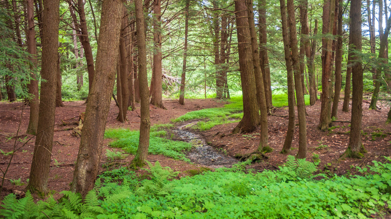 Pine tree trunks around a small stream in Chapman State Park, with green ferns in the foreground