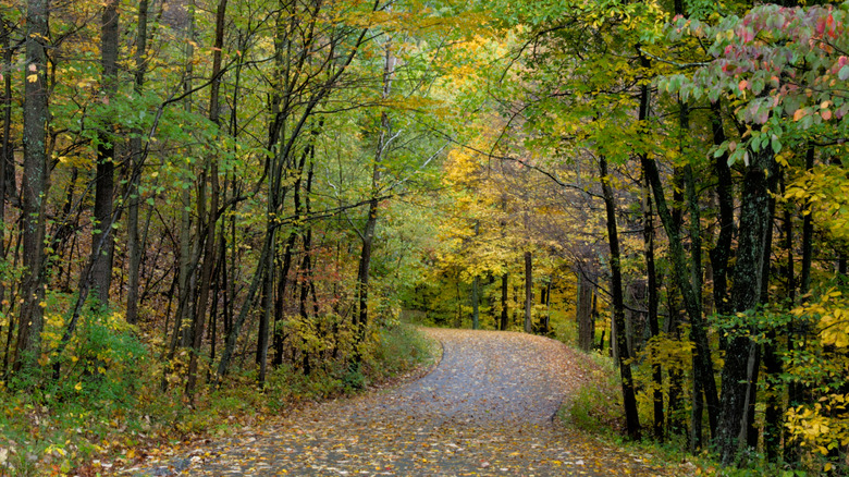 Winding forested road in Pennsylvania in autumn.