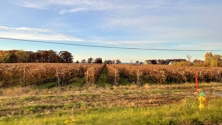 Vineyard in Lake Erie, Pennsylvania during the day with houses and water in the distance.