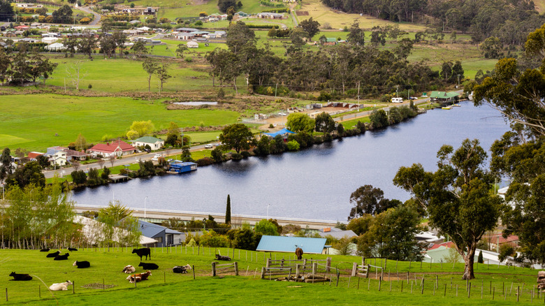 Huonville's greenery and trees surrounding Huon River, cows grazing on land