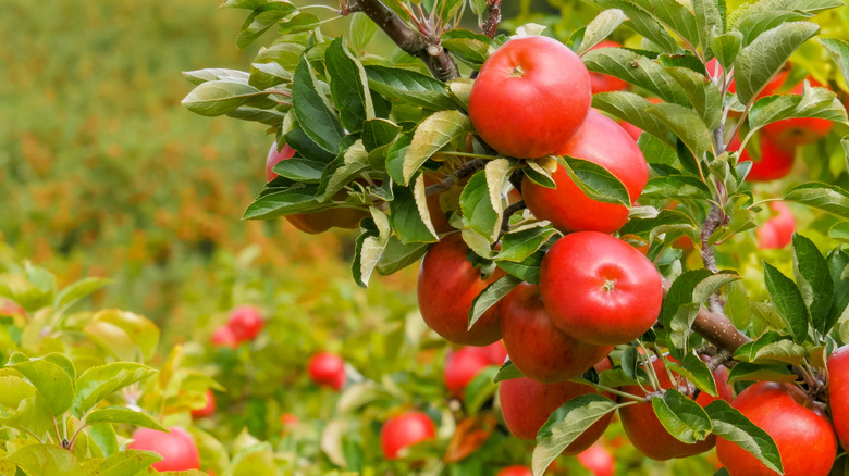 Red apples in an orchard in Huonville