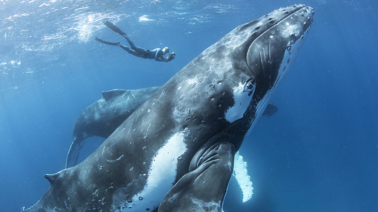A swimmer photographs a whale underwater in Tonga