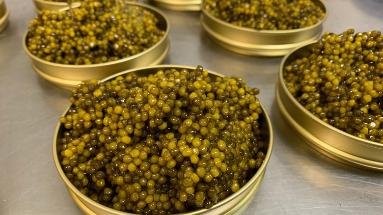 Close up of tins full of golden caviar.