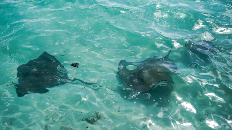 Stingrays in the clear water of Half Moon Cay