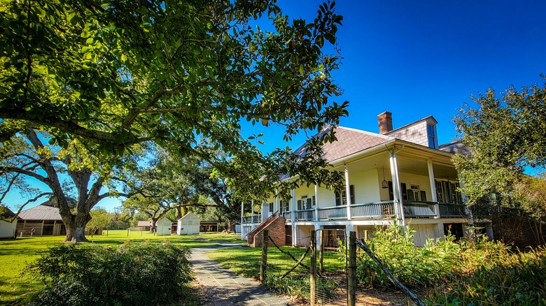 Magnolia tree and house in Cane River