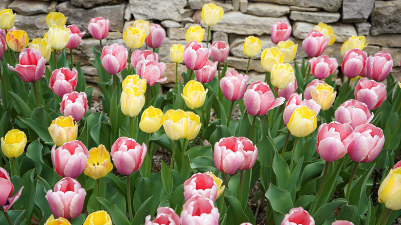 Tulips blooming in Wamego City Park