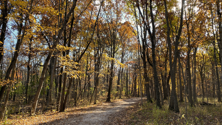 Illinois Forest Preserve path in autumn
