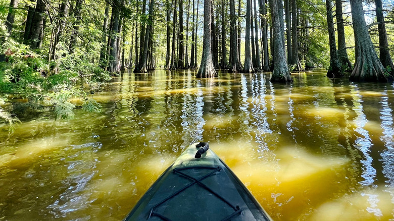 Trap Pond State Park cypress swamp
