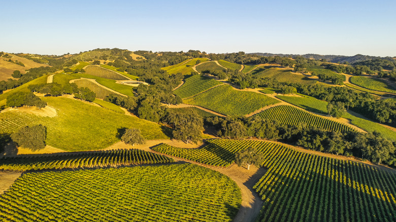 Aerial view of a wine vineyard in Paso Robles, California