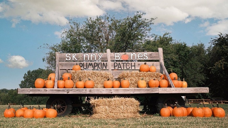 display of pumpkins at Skinny Bones Pumpkin Patch, Blair, Nebraska