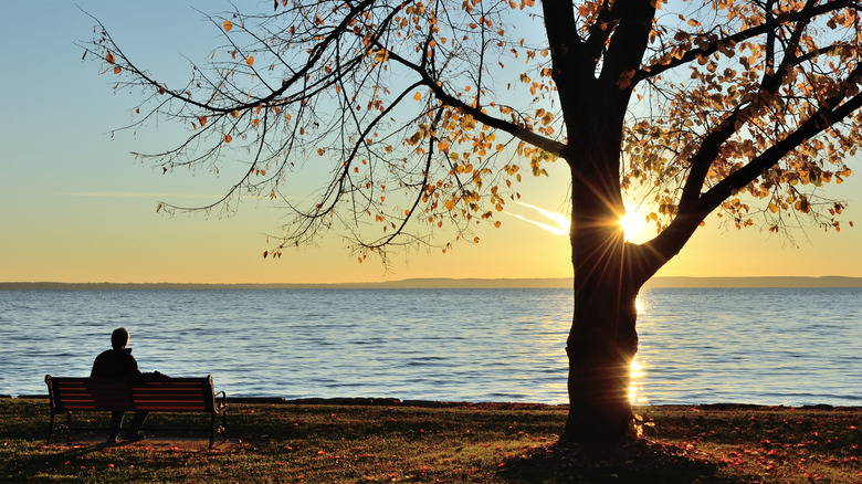 Man watching the sunrise over Lake Winnebago next to a tree