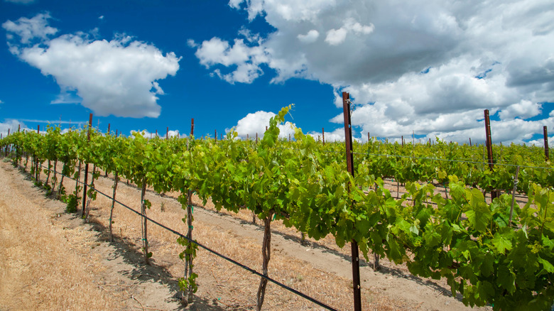 Rows of grapevines in a Yakima Valley vineyard