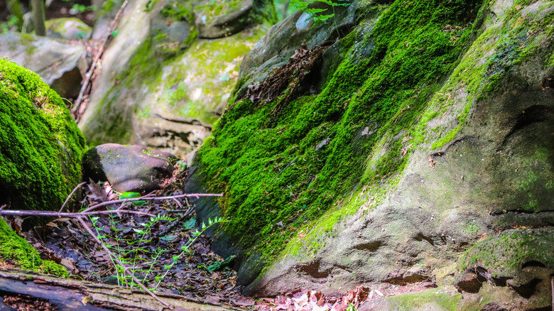 rocks covered in moss and ferns