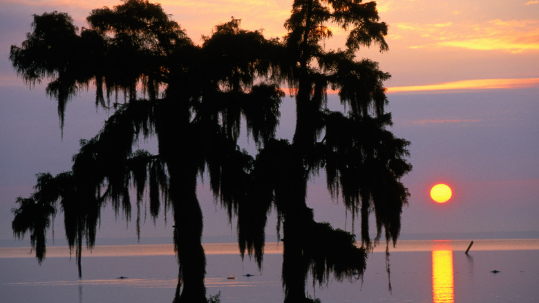 A sunset over a marsh