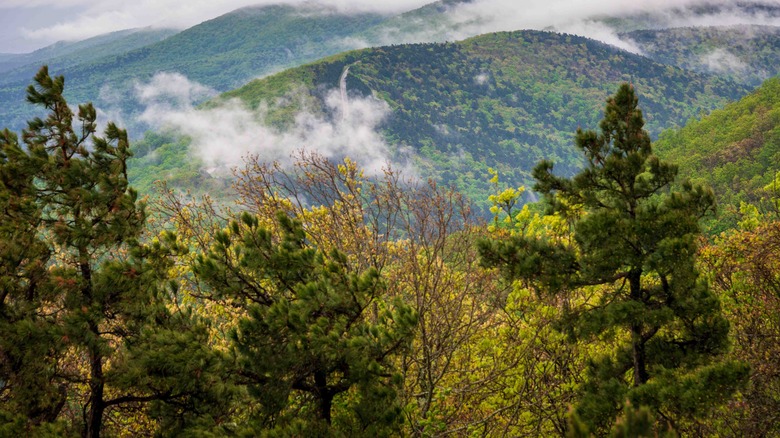 Trees in the Ouachita National Forest