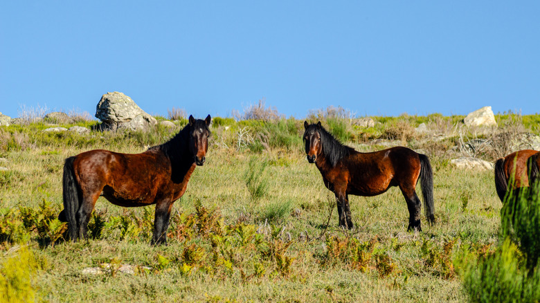 Two wild ponies at Peneda-Gerês National Park