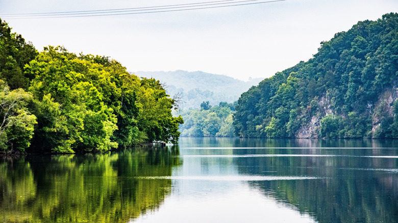 Kentucky Lake surrounded by lush greenery and fog