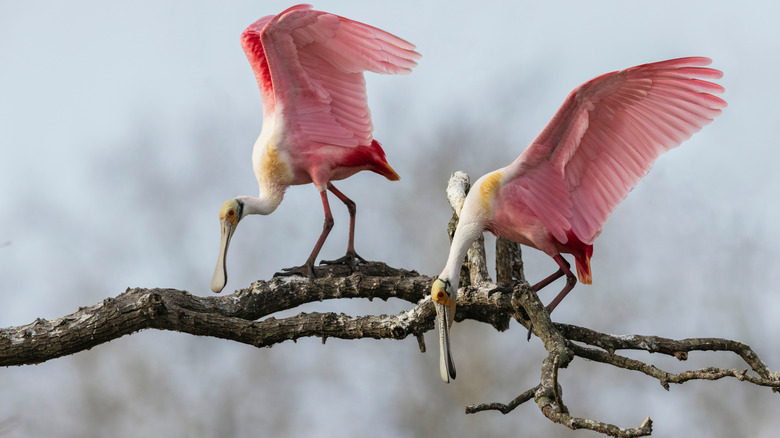 Roseate spoonbill in the Aransas National Wildlife Refuge