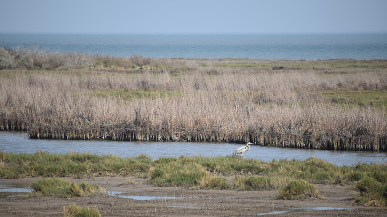 Blue heron in the Aransas National Wildlife Refuge
