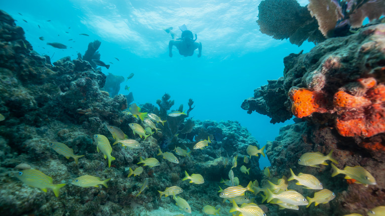 Adventurous woman snorkelling through coral reefs in Key West