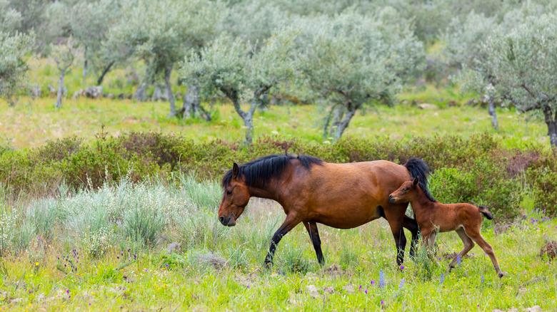 Wild horses run through a meadow in an olive grove in the Greater Côa Valley, Portugal