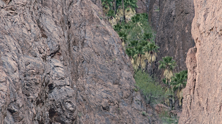 The dark canyon walls against the palm trees in Kofa