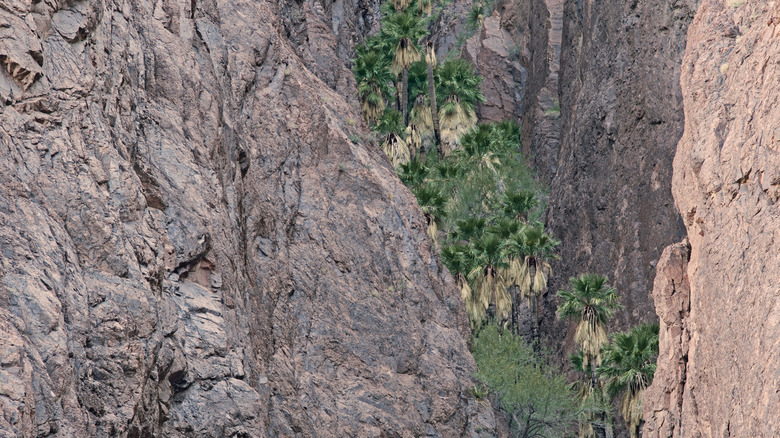The dark canyon walls against the palm trees in Kofa