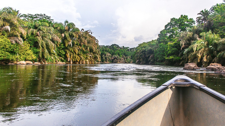 Close-up view from a boat on the Moa river