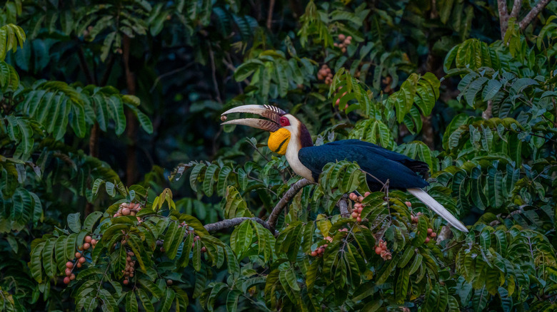 Hornbill perched among leafy tree branches, eating fruit