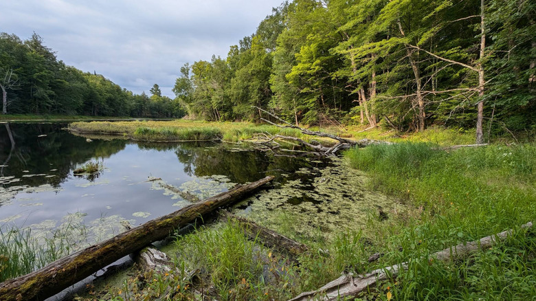Green grass along a tree-lined Flambeau River in Flambeau River State Forest.