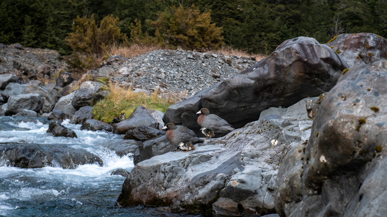 Whio ducks by the river