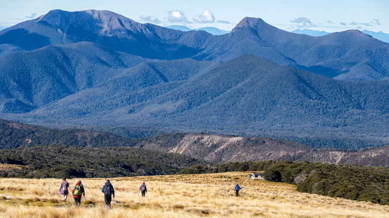 People walking in the Kahurangi highlands