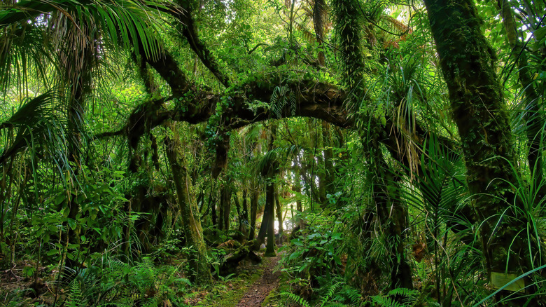 Kahurangi's subtroical rainforest