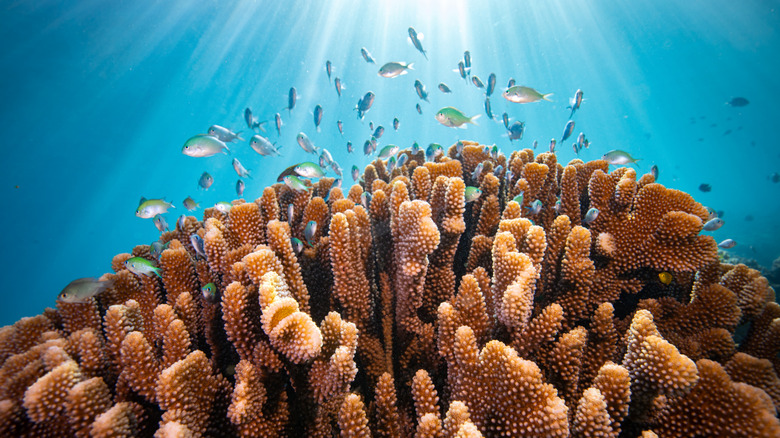 Fish swim around coral reef underwater