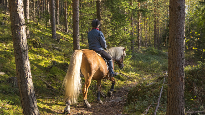 Woman riding horse in forest