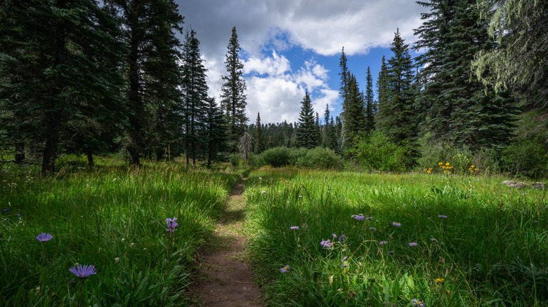 A White Mountains hiking trail
