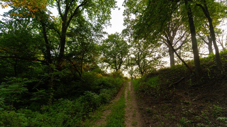 A wooded trail in Hitchcock Nature Center