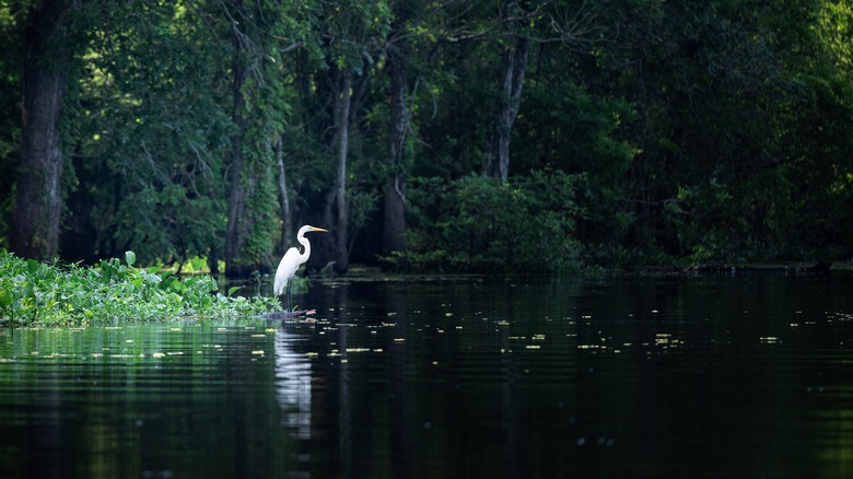 A wading bird at Atchafalaya Basin Swamp in Louisiana