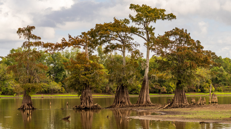 Stand of five bald cypress trees in submerged land seen in calm waters of the bayou of Atchafalaya Basin near Baton Rouge Louisiana