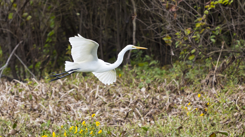 Great Egret bird, Ardea alba, soaring in flight in Atchafalaya Swamp National Wildlife Reserve, Louisiana