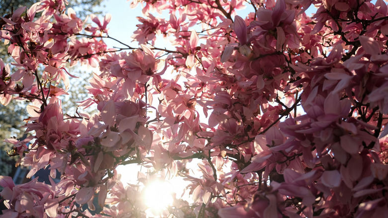 Cherry blossoms in the Lehigh Valley